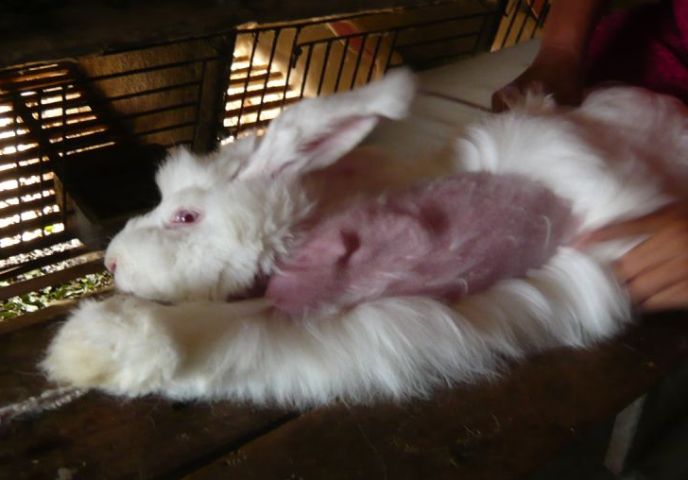 French Connection bans use of cruel angora products where fur is