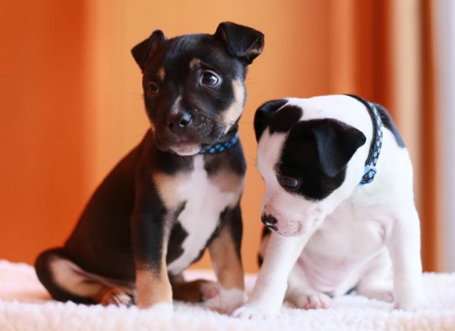 Unlicensed dog breeding widespread in UK, Battersea Dogs & Cats Home