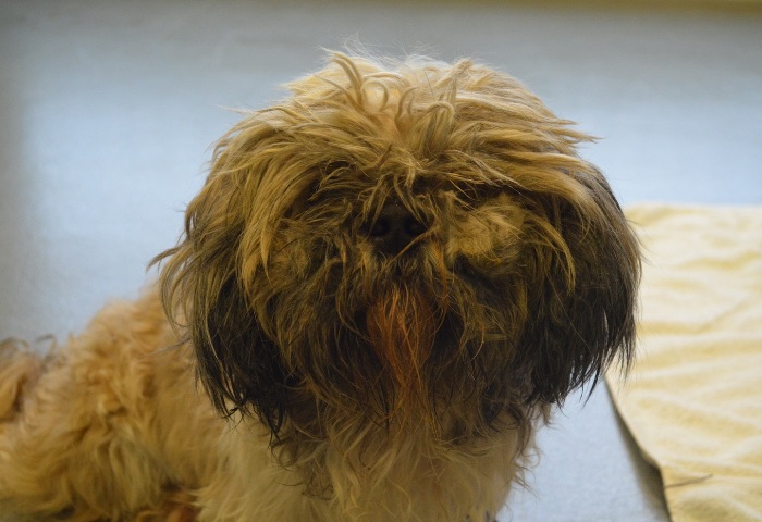 Matted mutts with skin conditions so bad it made them BLIND nursed back