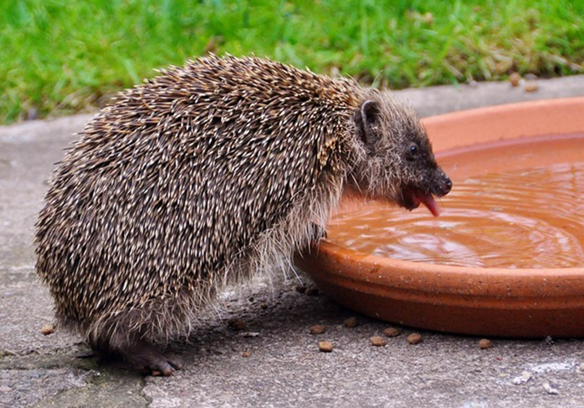 Census shows best way to give a hedgehog a home in the heatwave | South