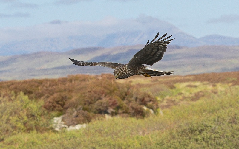 Former Green Party leader among those calling for end to illegal Hen ...