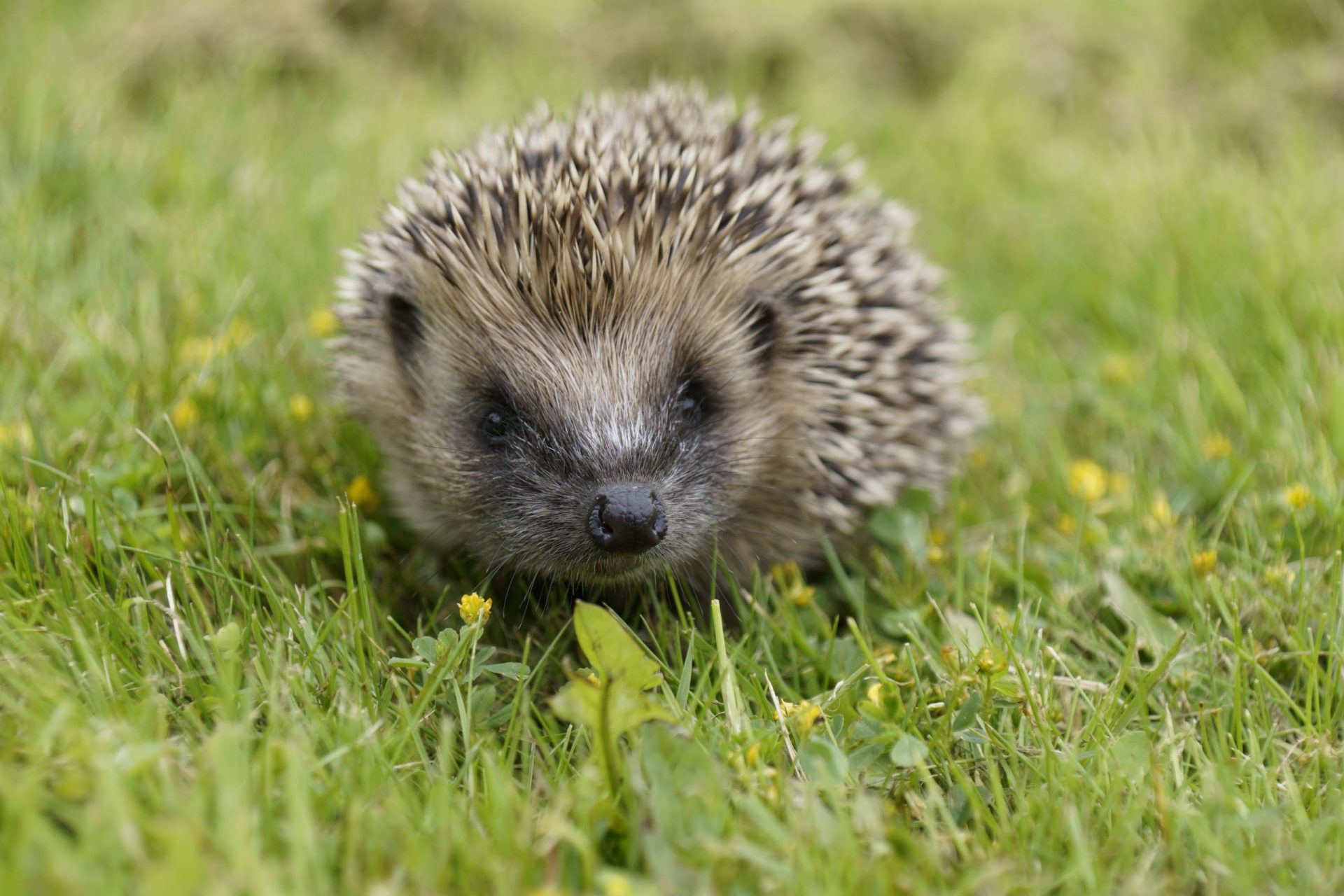 Еж 6. Huge Wild Hedgehog. Is the Hedgehog endangered in Bavaria?. ) How many species of Hedgehogs are in the World? 17 70 18 80.