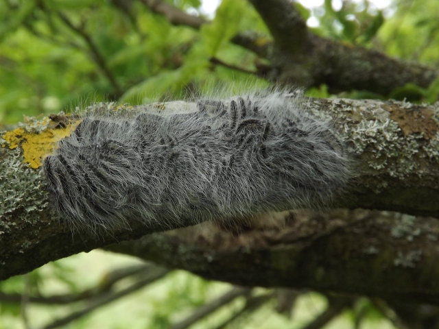 Wimbledon Tree Climbers Warned To Avoid Hairy Stinging Caterpillars 