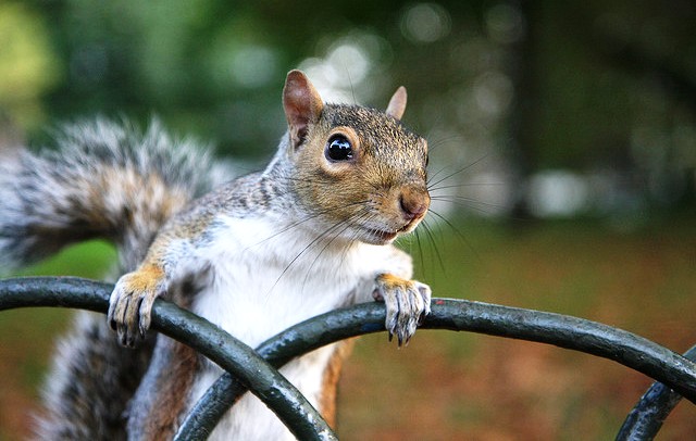 UK grey squirrels threatened with ‘mass murder’ under Forestry ...