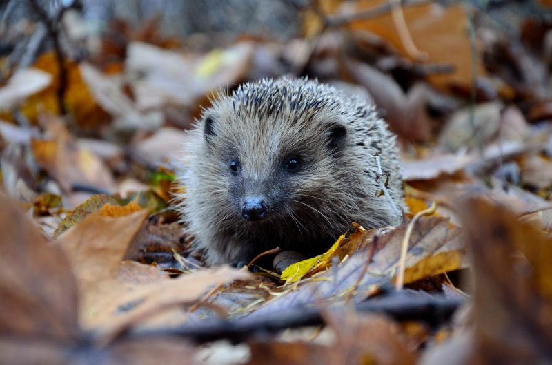 Save the hedgehogs! Putney campaigners secure hedgehog road signs to ...