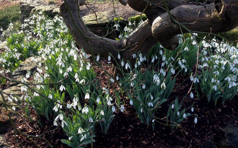 Flowering Snowdrops at Kew Gardens give hope for spring