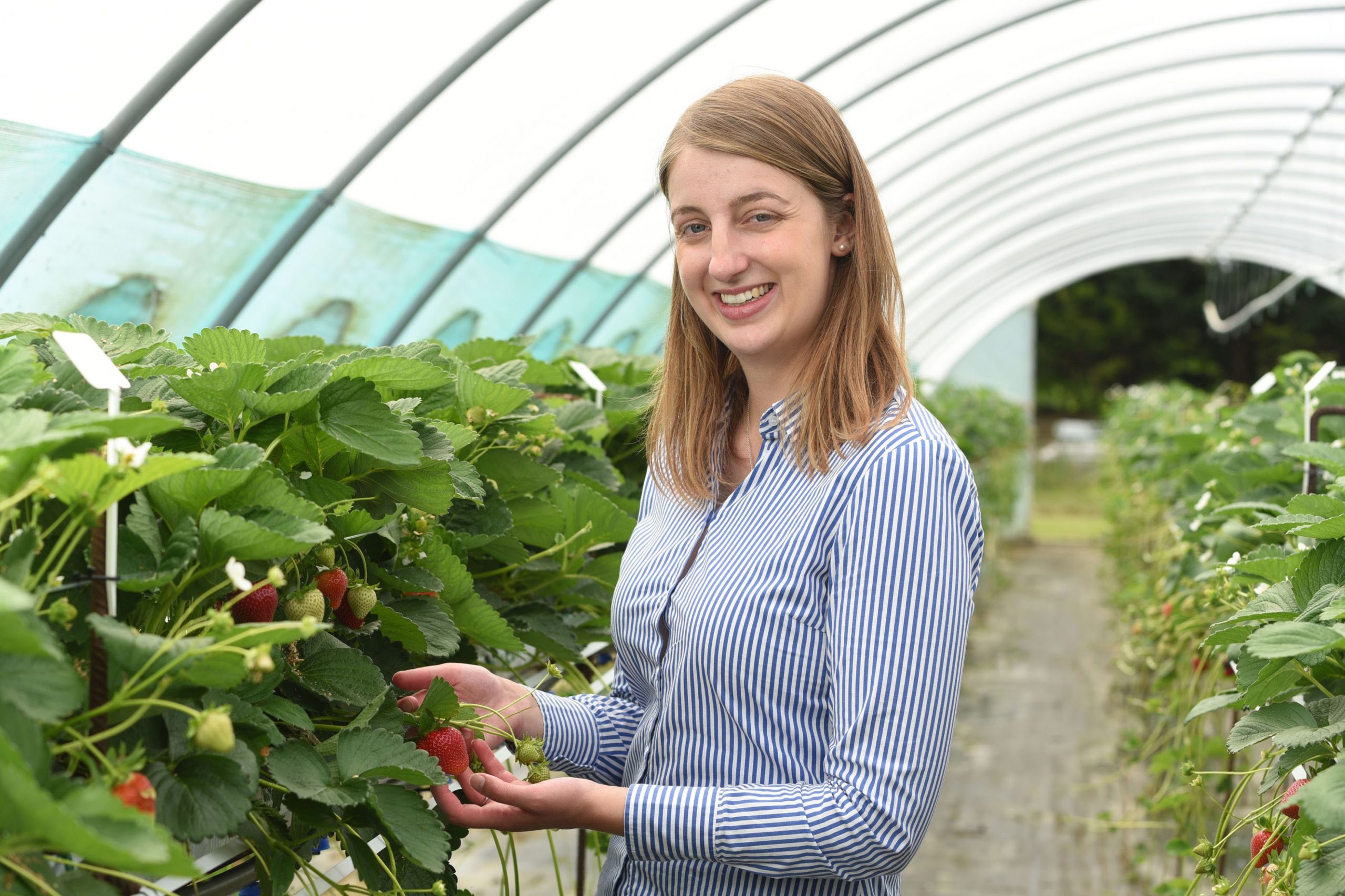 Berry nice job! Strawberry breeder gets paid to travel world to create ...