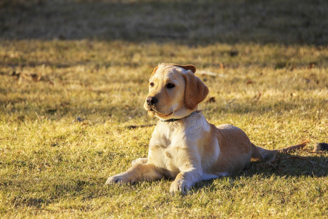 is kew gardens dog friendly