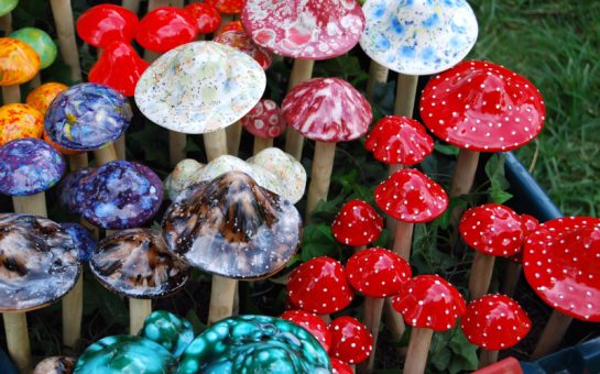 Magic mushrooms