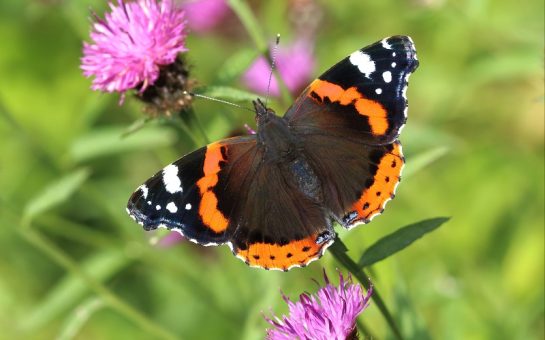 A Red Admiral butterfly with its wings spread out sitting on a purple flower. The wings are black with orange lines and white dots,