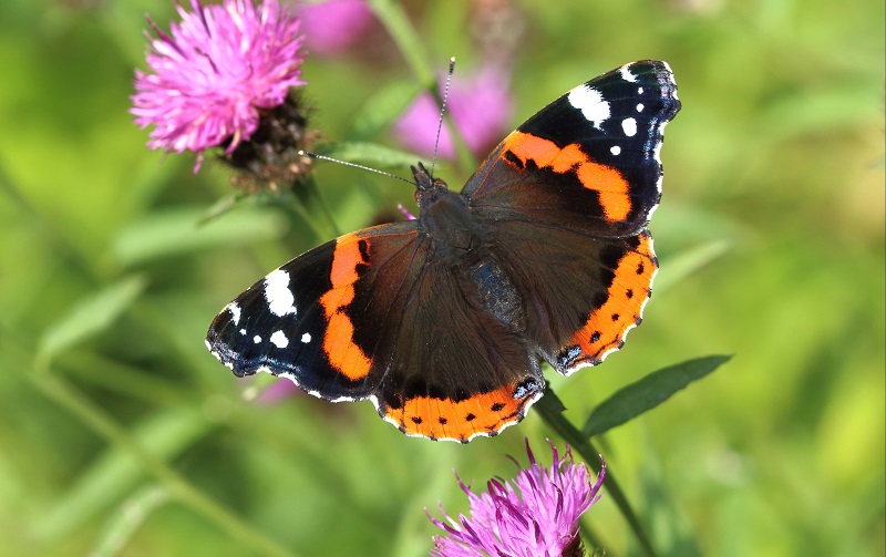 A Red Admiral butterfly with its wings spread out sitting on a purple flower. The wings are black with orange lines and white dots,