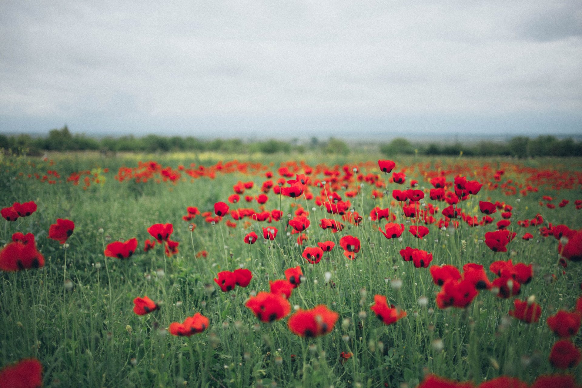 remembrance-events-in-london-this-weekend