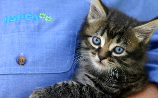 A blue-eyed kitten is looking directly at the camera. The kitten is being held to the chest-pocket of an RSPCA-branded blue uniform.