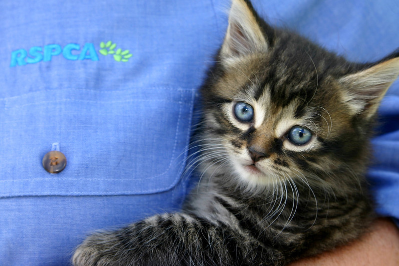 A blue-eyed kitten is looking directly at the camera. The kitten is being held to the chest-pocket of an RSPCA-branded blue uniform.