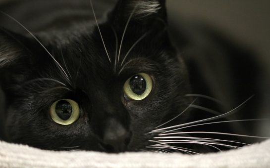 A black cat looking at the camera