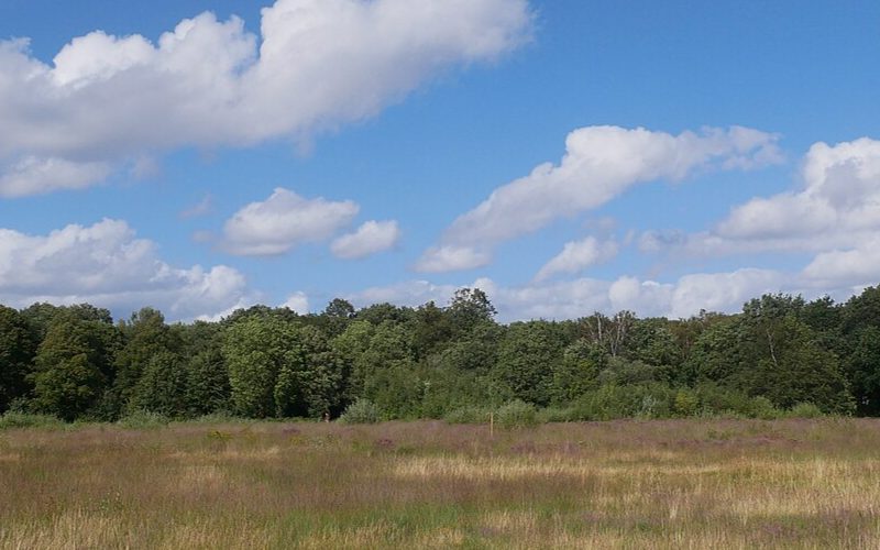 A shot of Wimbledon Common