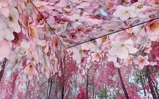 Blossom fills the image in shades of pink across the meeting point of four enormous digital screens.