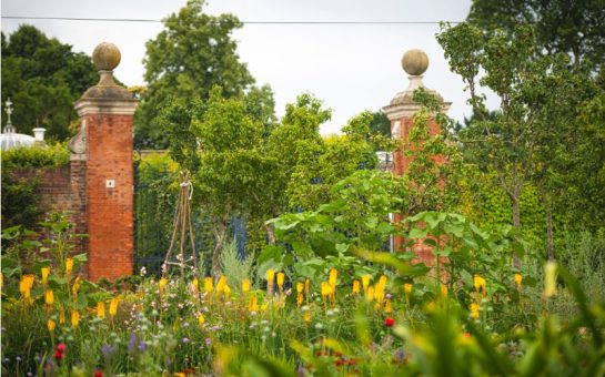 A photo of some kitchen gardens which is predominantly greenery and has some yellow flowers in focus.