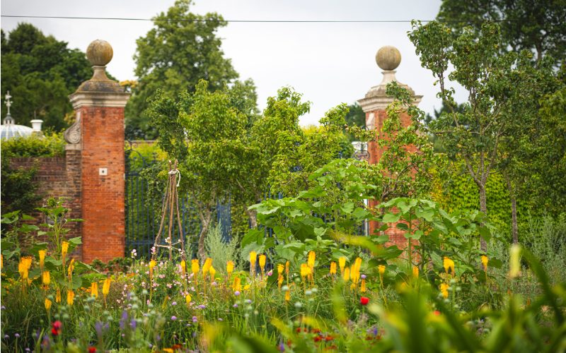 A photo of some kitchen gardens which is predominantly greenery and has some yellow flowers in focus.