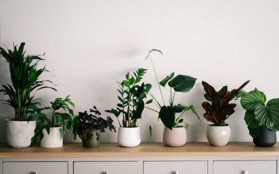 Assorted houseplants