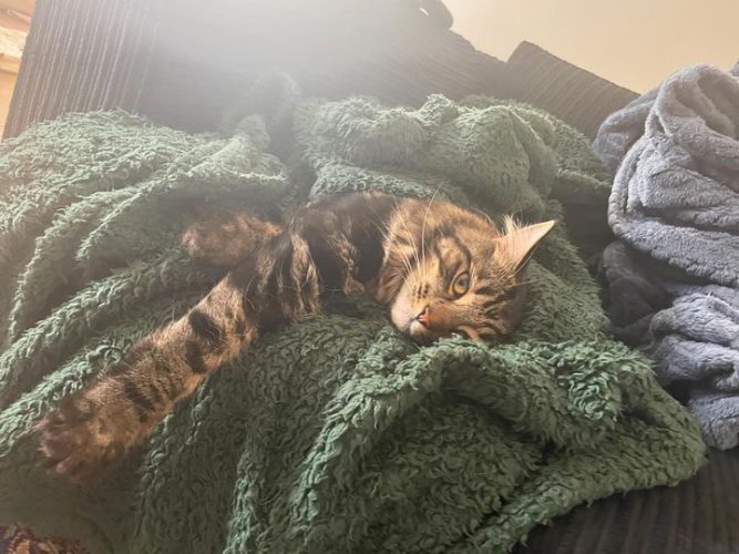 Liv's cat Mush curled up on the sofa