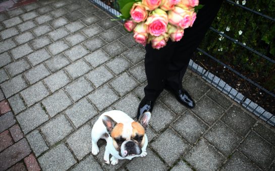 Dog stands with groom holding flowers.