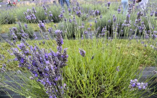 Lavender at Carshalton Lavender