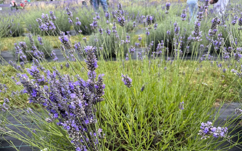 Lavender at Carshalton Lavender