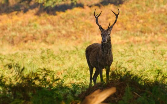 A stag in Richmond Park