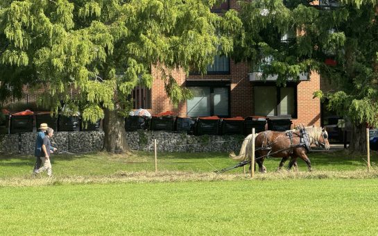 Draft horses pull harrow in south west london park