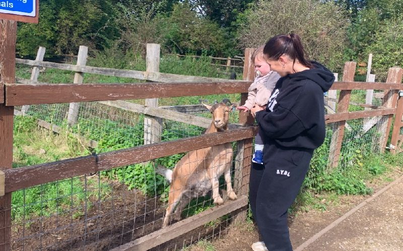 Baby feeding goat