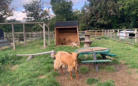 Goats at Deen City Farm