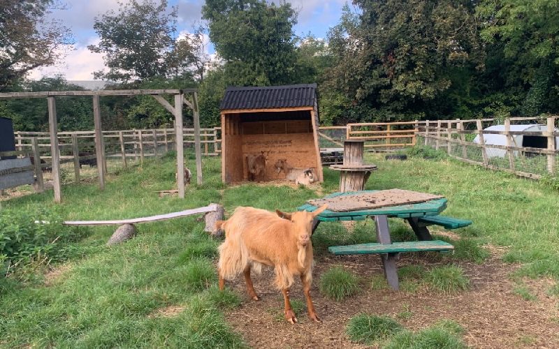 Goats at Deen City Farm