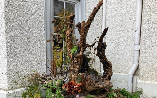 New Zealand Tree from Strawberry Hill Flower Festival