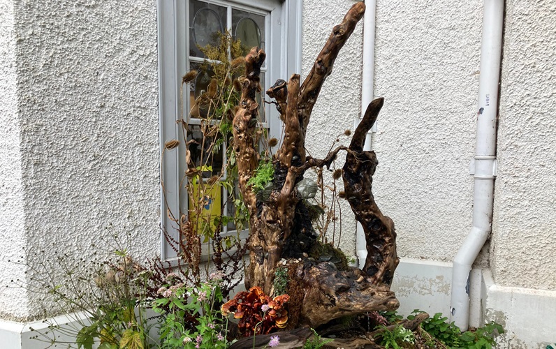 New Zealand Tree from Strawberry Hill Flower Festival