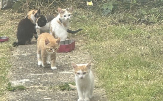 A number of stray cats together