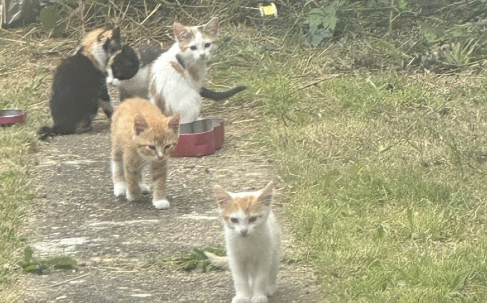 A number of stray cats together