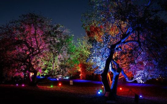 Fulham Palace Garden trees lit up in rainbow colours