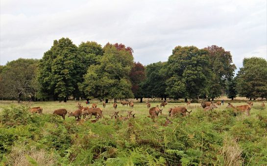 Richmond Park in London