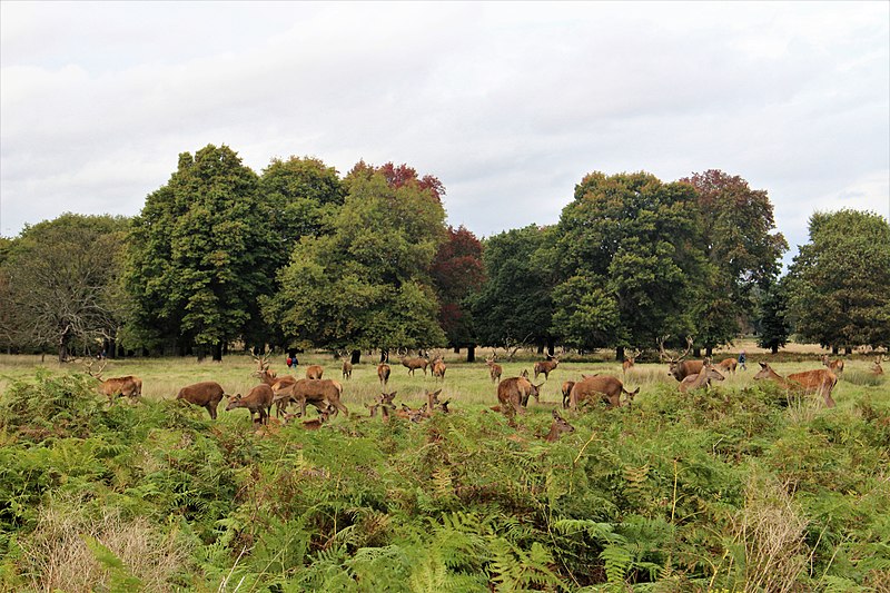 Richmond Park in London