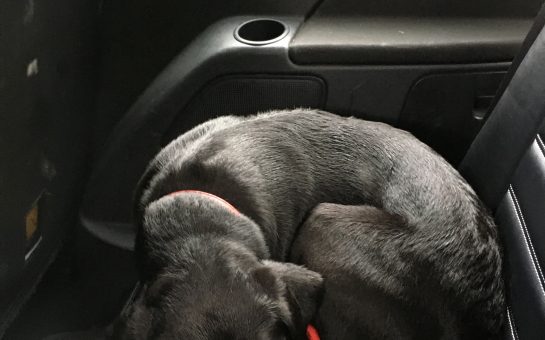 pet curled up on car seat