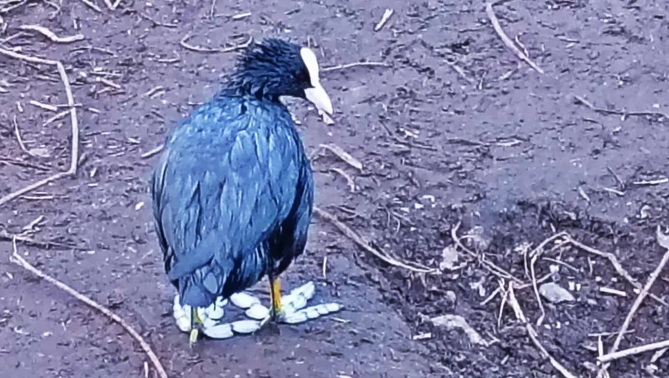 Bird covered in diesel standing next to the River Wandle