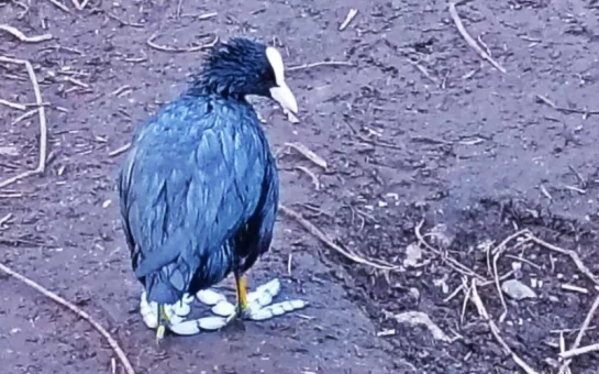 Bird covered in diesel standing next to the River Wandle