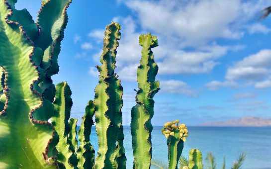 Cactus in the Canary Islands