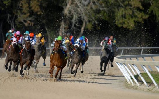 Horse Race at Tampa Bay Downs